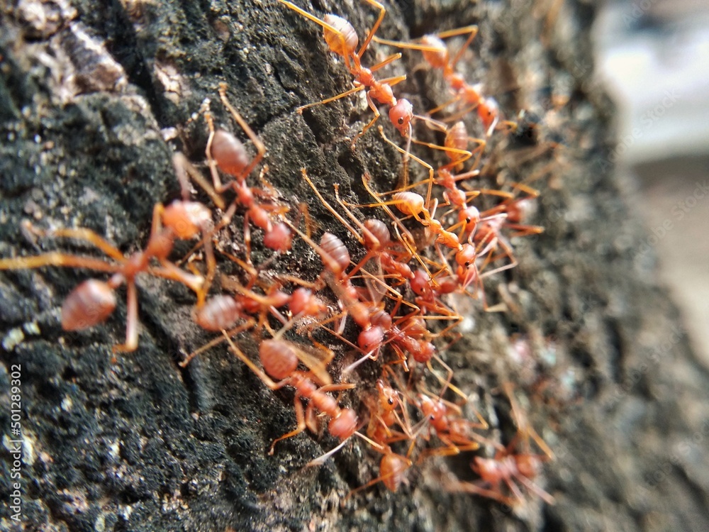 Red Weaver ants on tree bark Red Weaver ants on tree bark