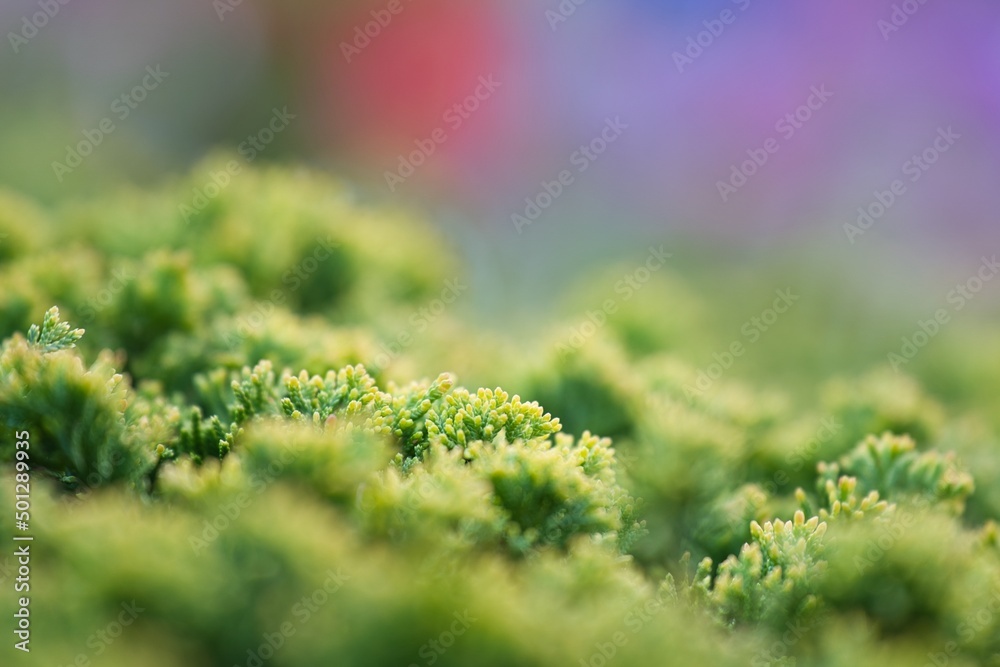 花よりも美しい葉 花よりも美しい葉