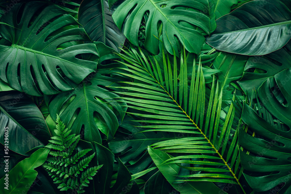closeup nature view of palms and monstera and fern leaf background. Flat lay, dark nature concept, tropical leaf.