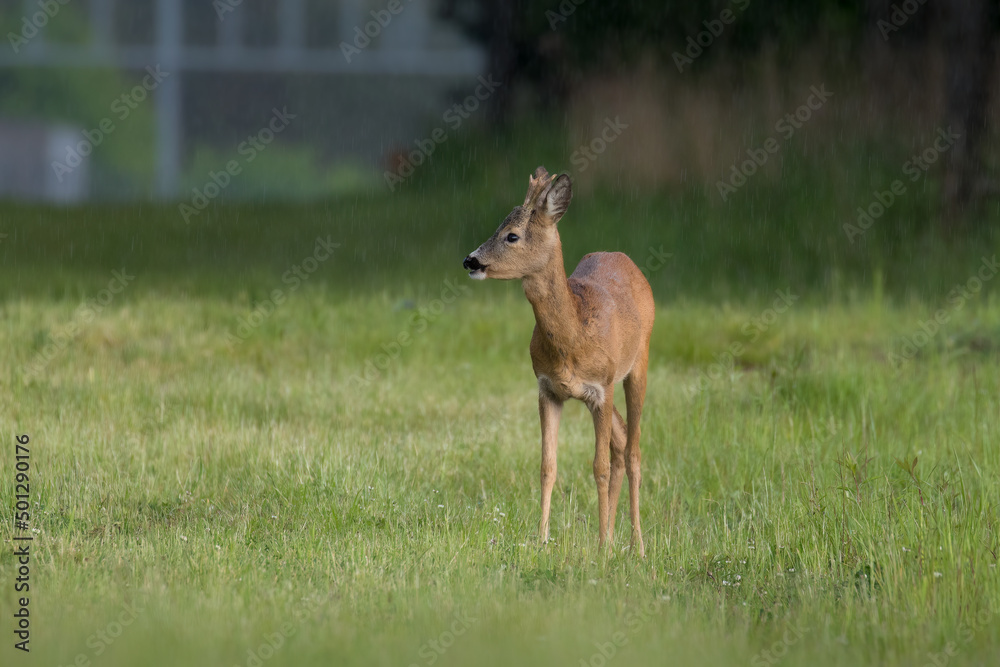 A male European roe deer, capreolus capreolus, walks on a green meadow, eats a meal in green meadows and fields in the Stawy Milickie nature reserve, a green field and a brown animal. A male European roe deer, capreolus capreolus, walks on a green meadow, eats a meal in green meadows and fields in the Stawy Milickie nature reserve, a green field and a brown animal.