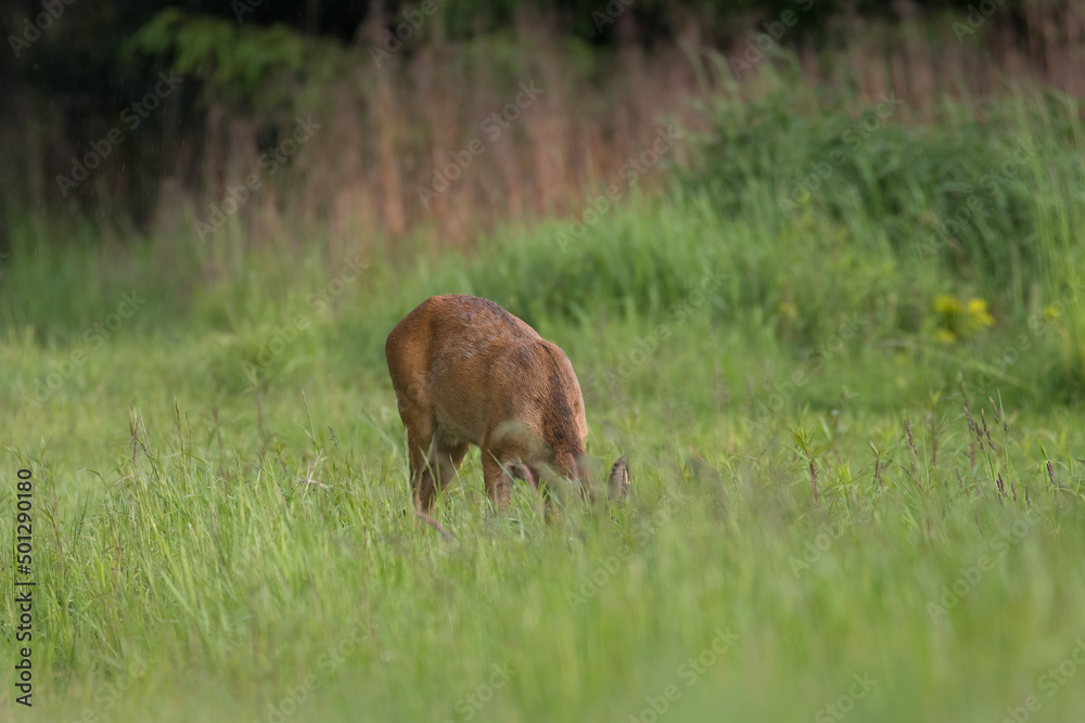 A male European roe deer, capreolus capreolus, walks on a green meadow, eats a meal in green meadows and fields in the Stawy Milickie nature reserve, a green field and a brown animal. - obrazy, fototapety, plakaty 