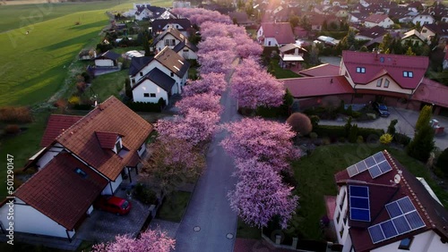 Aerial of Cherry Blossom Trees Along a Suburban Street. Aerial view of pink cherry blossom, sakura trees. Residential houses in village. Nature landscape. Svitavy, Czech Republic photo