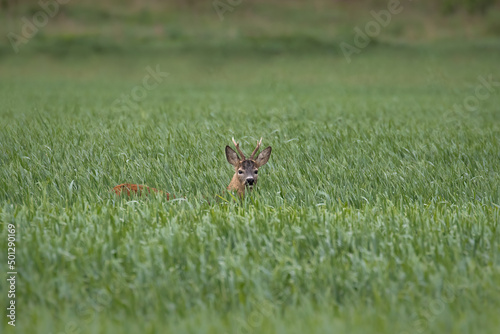 A male European roe deer, capreolus capreolus, walks on a green meadow, eats a meal in green meadows and fields in the Stawy Milickie nature reserve, a green field and a brown animal.