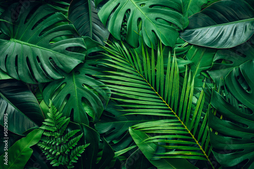 Obraz na płótnie closeup nature view of palms and monstera and fern leaf background