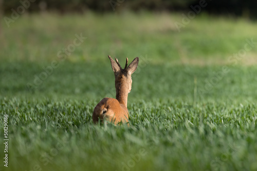 A male European roe deer, capreolus capreolus, walks on a green meadow, eats a meal in green meadows and fields in the Stawy Milickie nature reserve, a green field and a brown animal.