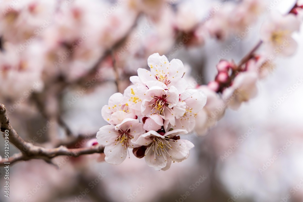 北海道札幌市の春に咲く桜の花 北海道札幌市の春に咲く桜の花