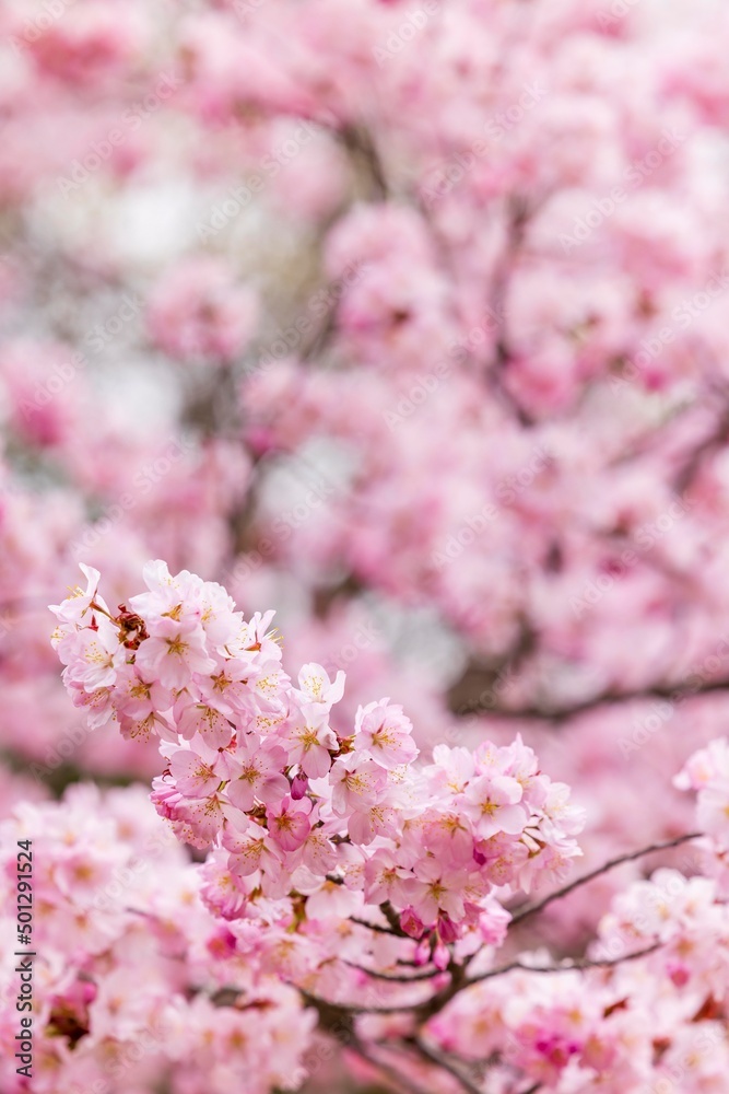 Cherry blossoms in full bloom in beautiful spring in Japan Cherry blossoms in full bloom in beautiful spring in Japan
