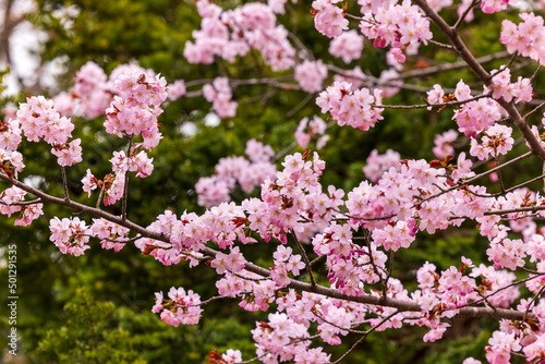 Cherry blossoms in full bloom in beautiful spring in Japan