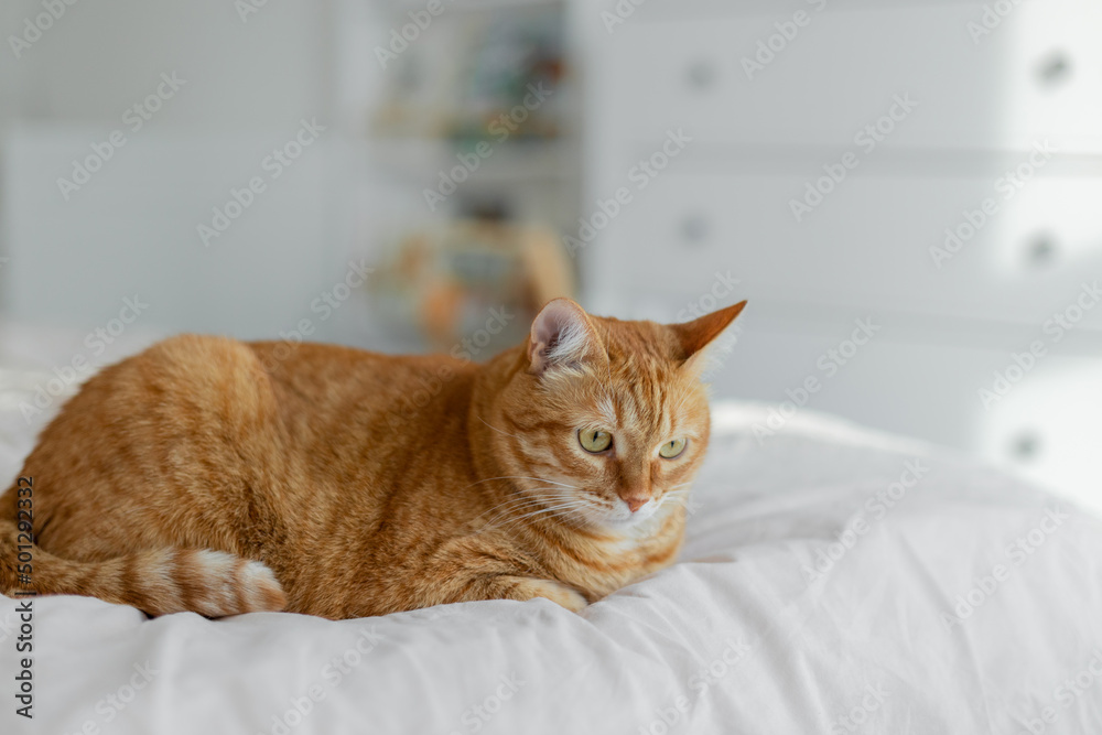 Red cat lies on a white bed in a children's room in the sun Red cat lies on a white bed in a children's room in the sun