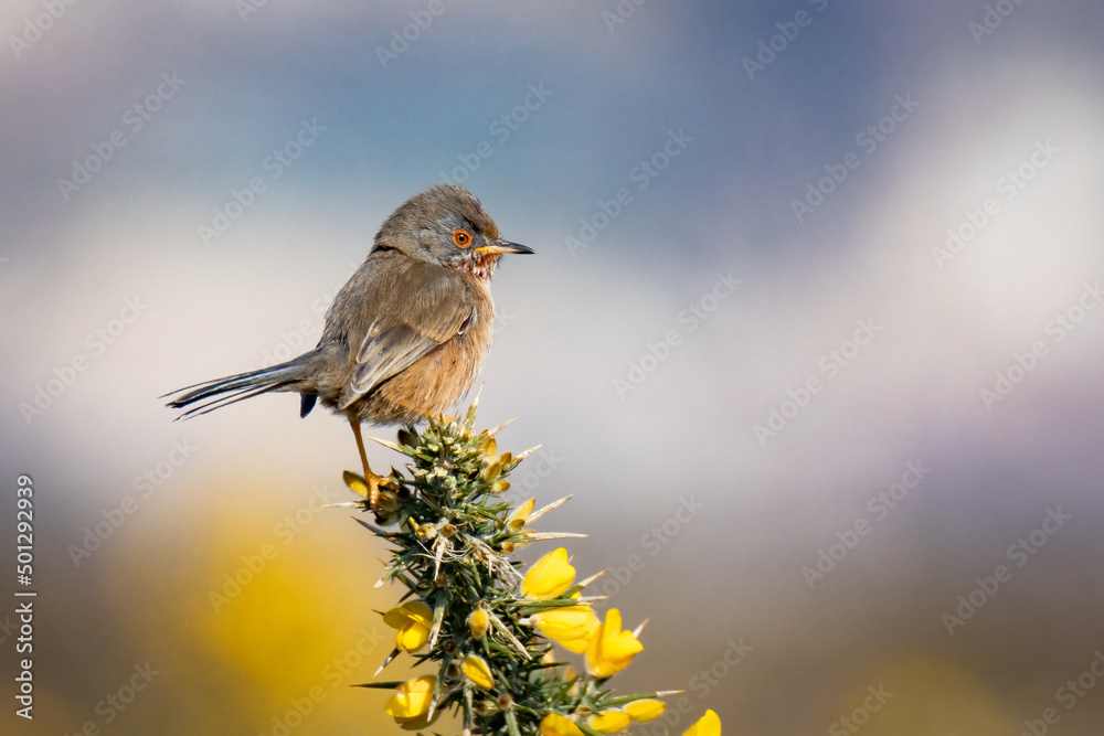 Fauvette pitchou (Curruca undata) Fauvette pitchou (Curruca undata)