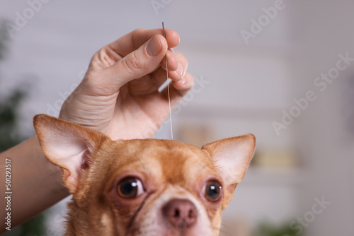 Veterinary holding acupuncture needle near dog's head in clinic, closeup. Animal treatment