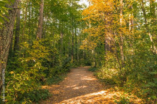 Hanmer Springs Forest walk