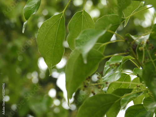 A close up shot of camphor laurel leaves. Cinnamomum camphora is a species of evergreen tree that is commonly known under the names camphor tree, camphorwood or camphor laurel. photo