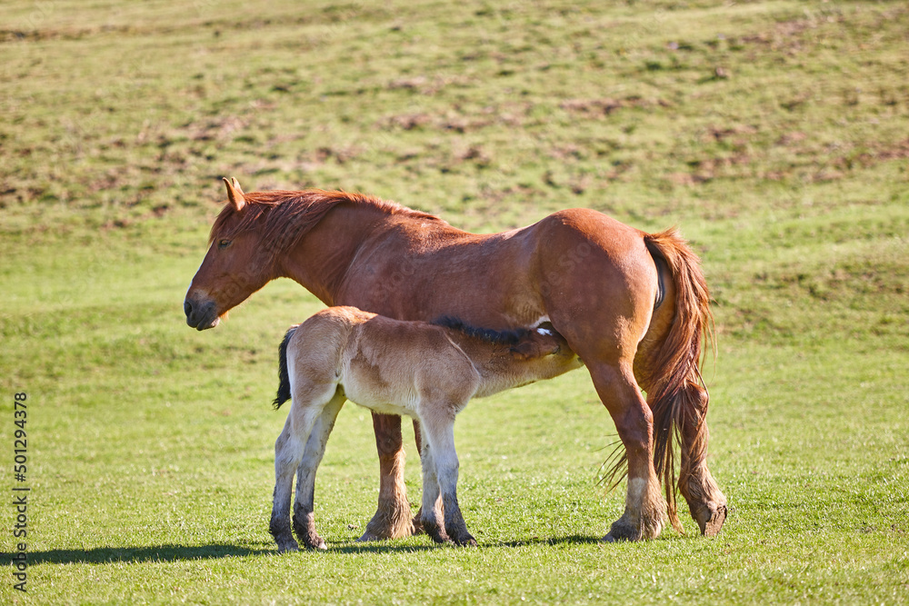 Mare horse breastfeeding a foal in the countryside. Equine livestock