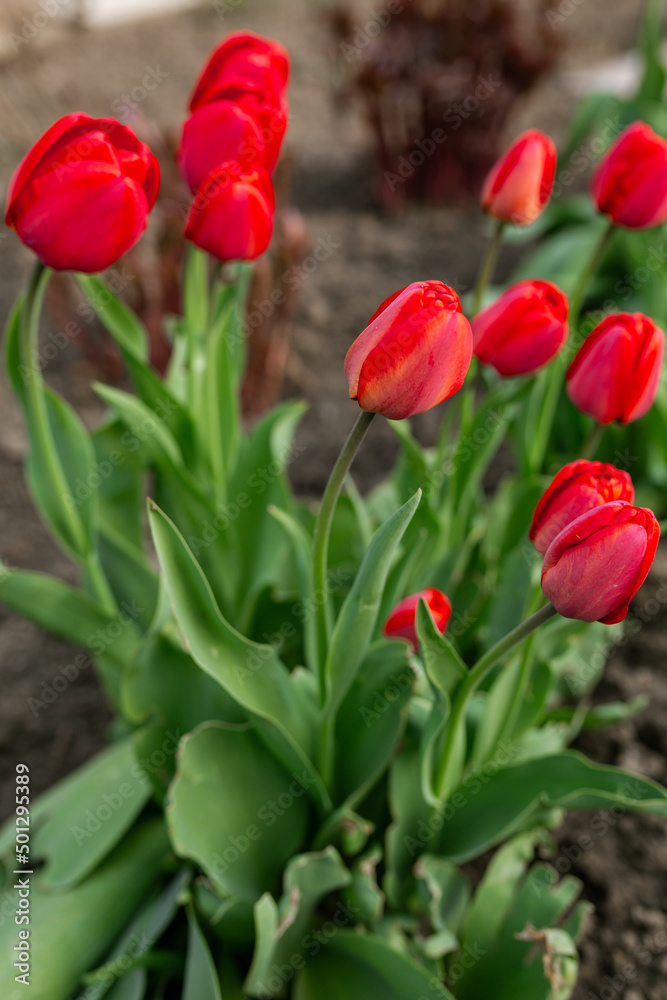 Beautiful red flowers - tulips. Spring, summer, beauty, nature