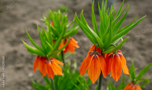 Beautiful orange flowers - imperial hazel grouse. Spring, summer, beauty, nature