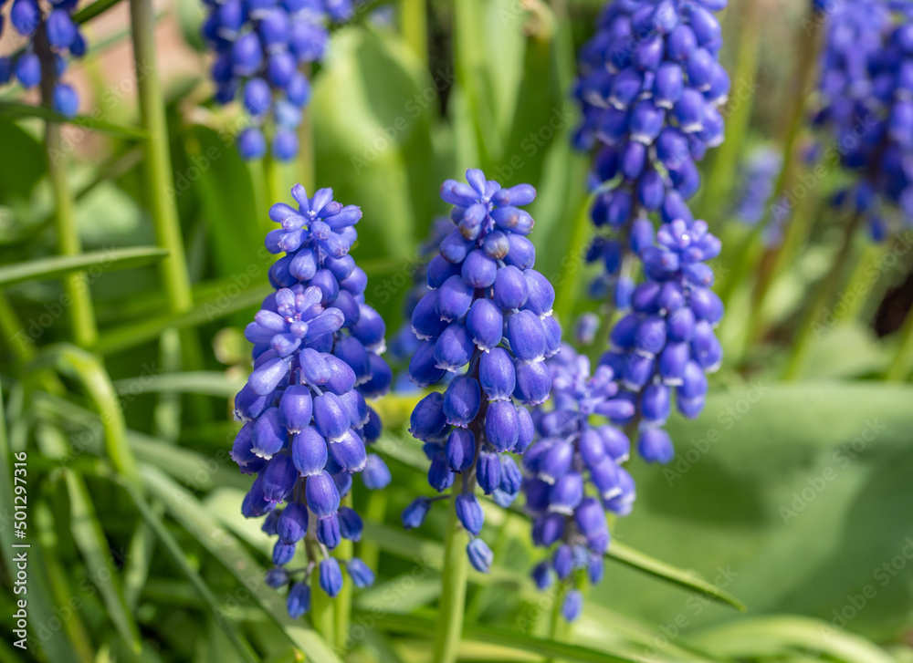 Traubenhyazinthen blüht blau im Garten Traubenhyazinthen blüht blau im Garten