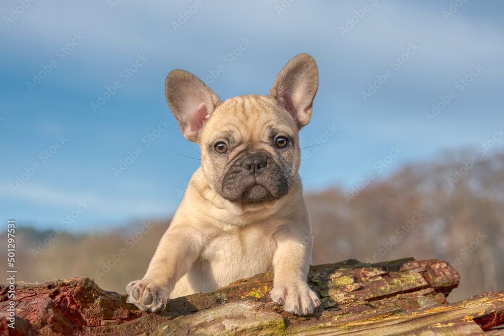 Cute French Bulldog puppy, eight weeks old fawn colored female, the baby dog looking curiously