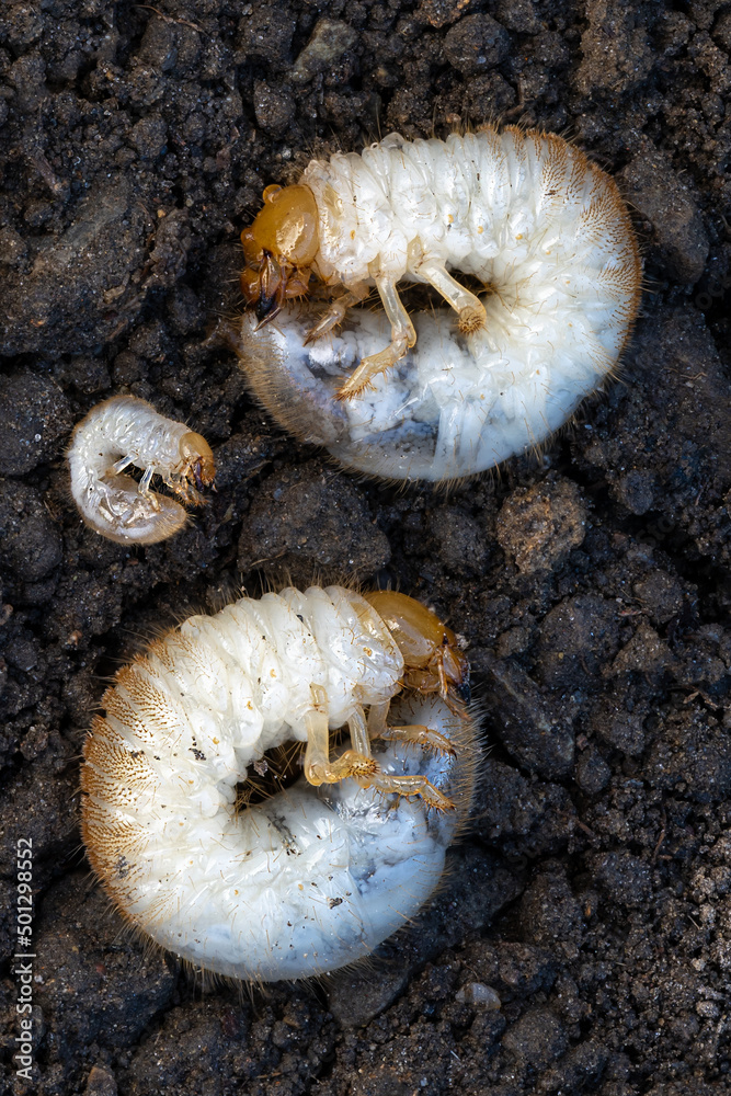 Foto de The larva of a chafer beetle, June bug, June Beetle, larva of a Garden chafer beetle