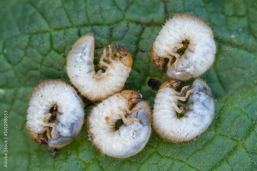 larva of a Garden chafer beetle Phyllopertha horticola, The larva of a