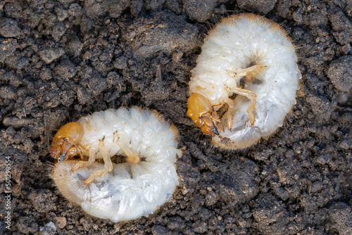 larva of a Garden chafer beetle Phyllopertha horticola, The larva of a chafer beetle, June bug, June Beetle, Garden leaf beetle larvae, Larvae of the garden leaf beetle, Larvae of the garden chafer	 photo