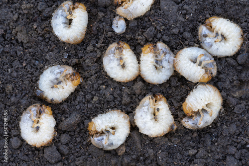 June bug larvae, June Beetle larvae , Excavated larvae grubs of the garden chafer beetle, larva of Garden chafer beetle Phyllopertha horticola, Garden leaf beetle larvae, Larvae of the garden chafer 