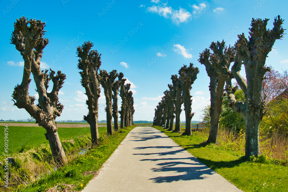 Cul-de-sac with pollarded trees along it in the north of the agricultural province of Groningen, the Netherlands