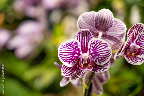 Close up of a phaleanopsis stem with many flowers. Blooming white pink stripped orchid flower with visible texture and details on petals. Blurry green background and copy space. 