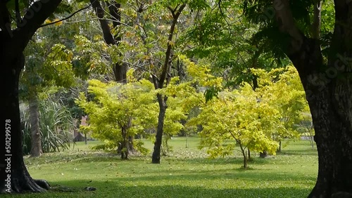spring water in the park