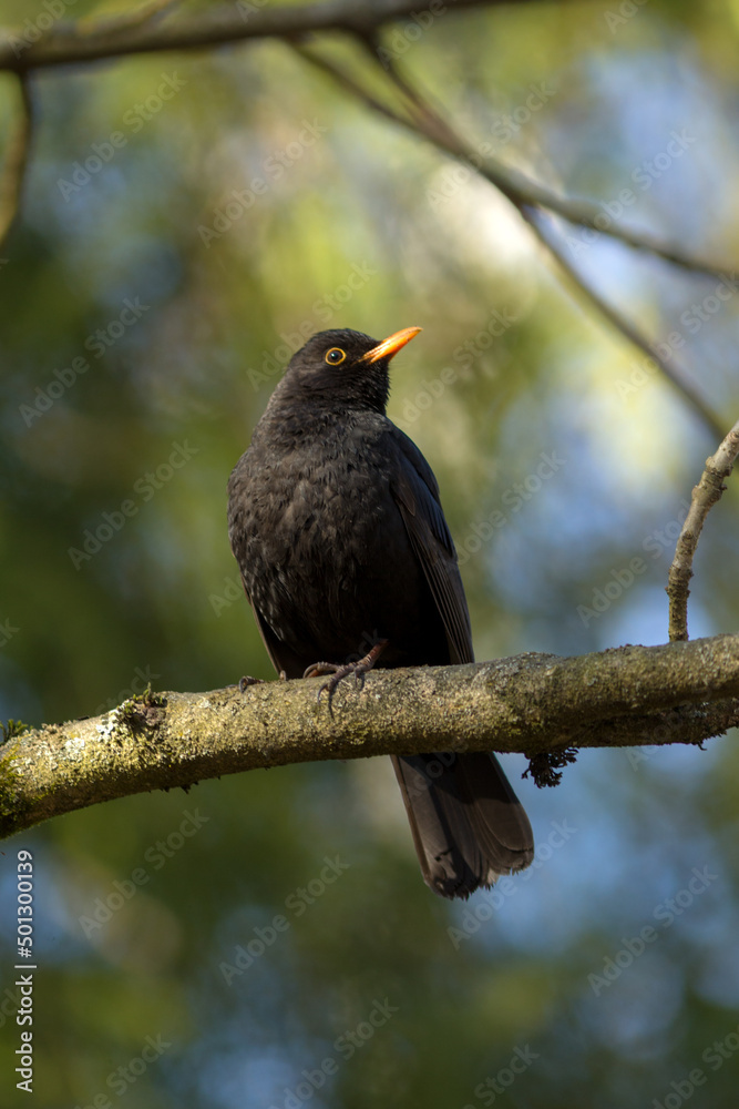 blackbird sits on a tree