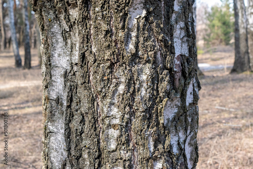Fototapeta Naklejka Na Ścianę i Meble -  Birch trunk in the forest.Natural background. Birch birch bark.