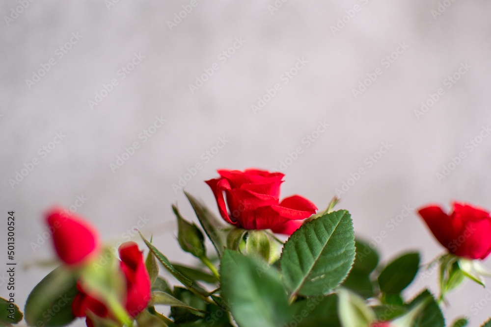 Small rose bush with red flowers. Copy space background. Small rose bush with red flowers. Copy space background.