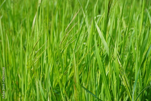 Grüner Weizen auf Feld bei Sonne im Frühling 