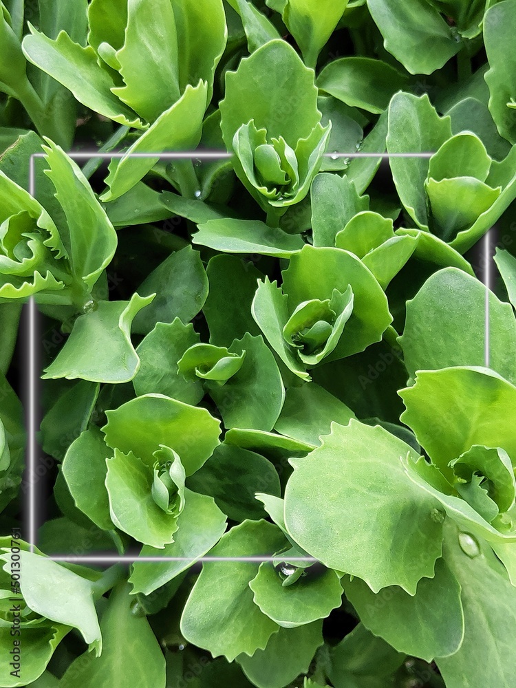 Obraz premium Sedum prominent. Sedum spectabile. Echeveria. Beautiful green leaves background with white frame. Nature backdrop. 