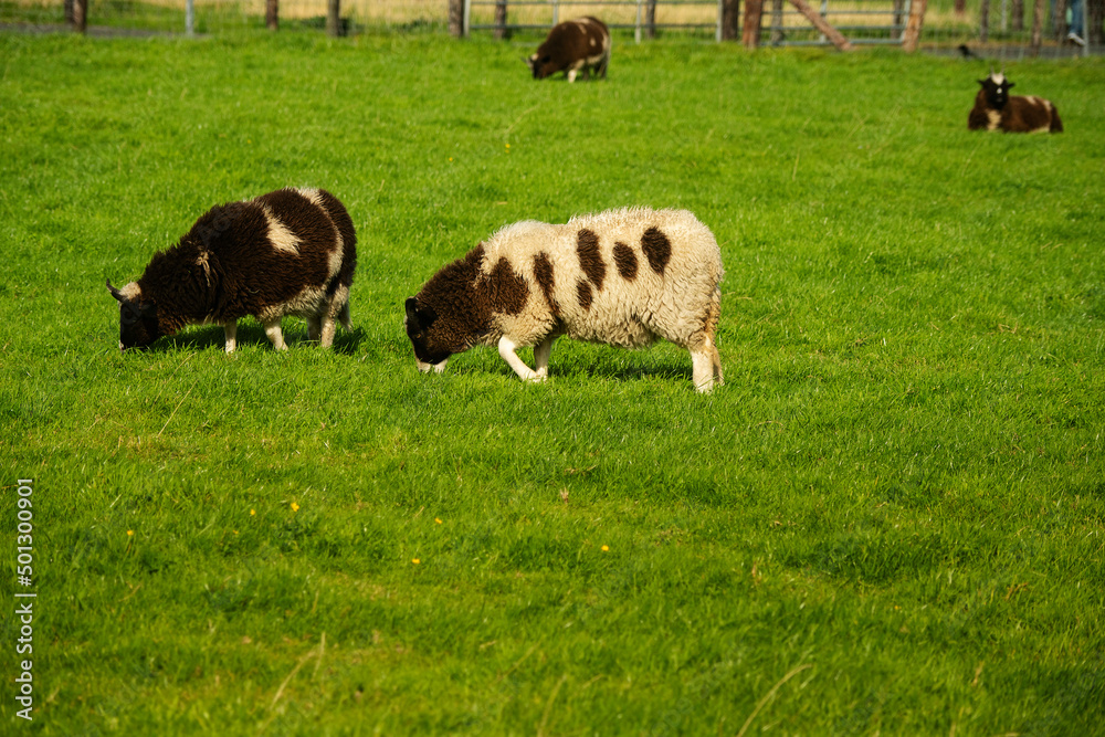 Clean fur woolen sheep in open farm or zoo. Warm sunny day. Funny animal on green grass.