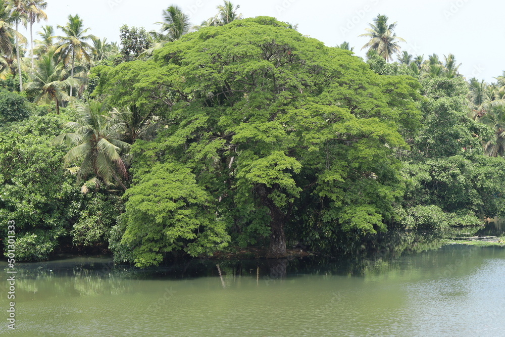 Obraz premium lake in the forest