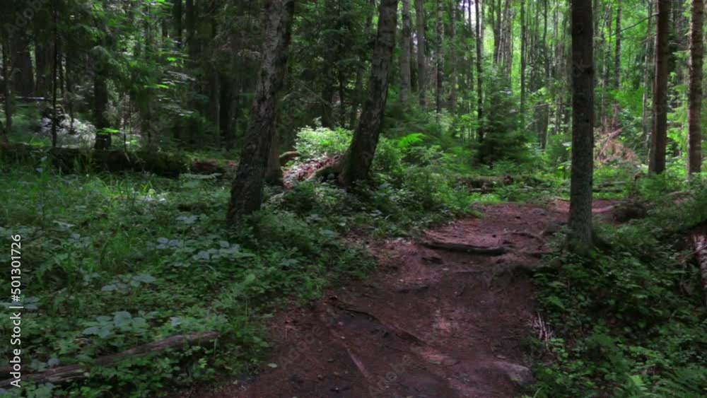 Old wild green summer forest. Trees, path, summer sunlight. Old wild green summer forest. Trees, path, summer sunlight.