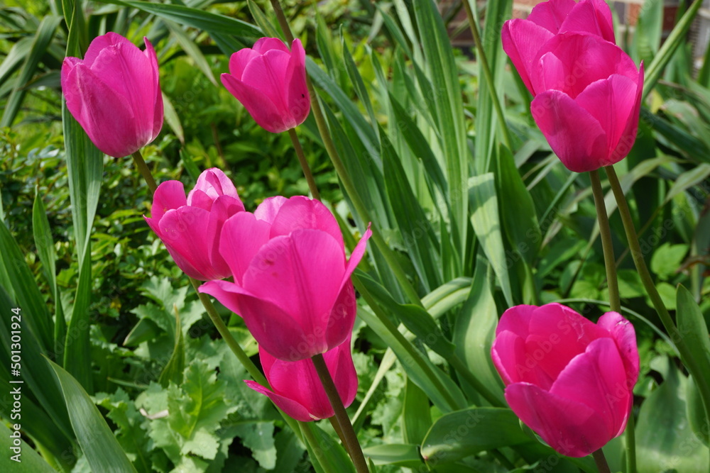 Fototapeta premium Pinke Tulpen im Garten im Frühling 