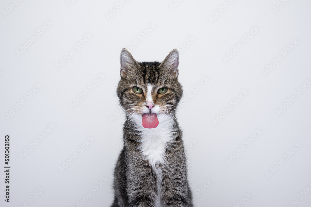 Obraz premium naughty old cat sticking out tongue on white background with copy space