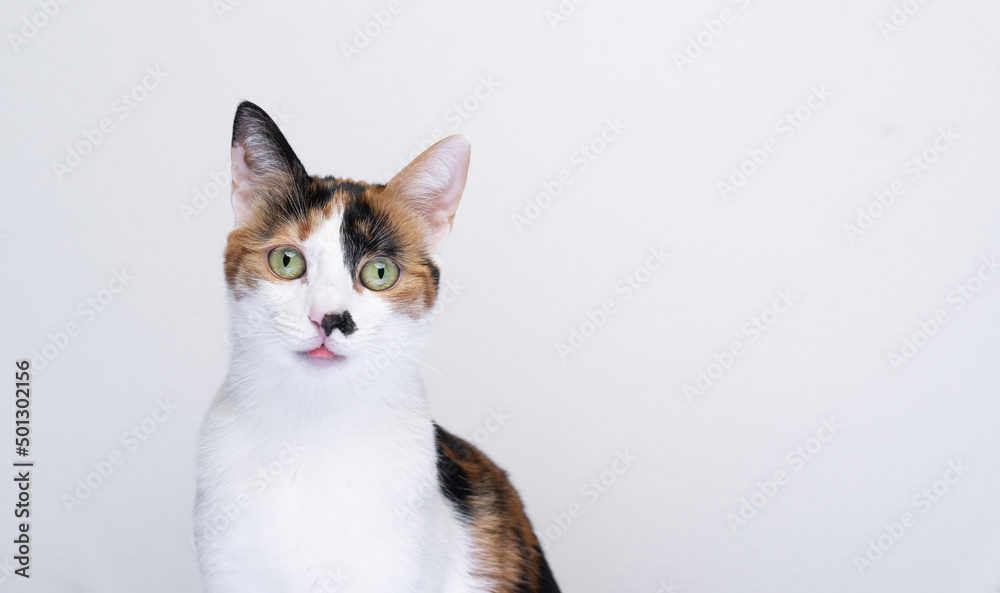 cute calico cat sticking out tiny tongue on white background cute calico cat sticking out tiny tongue on white background