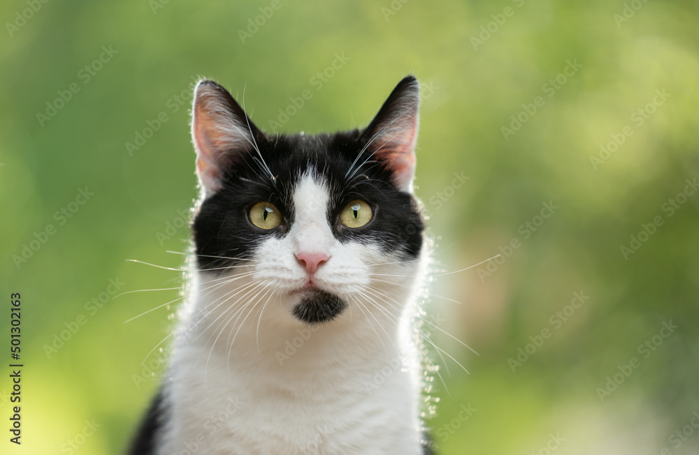 tuxedo cat portrait with greenery bokeh in the background tuxedo cat portrait with greenery bokeh in the background