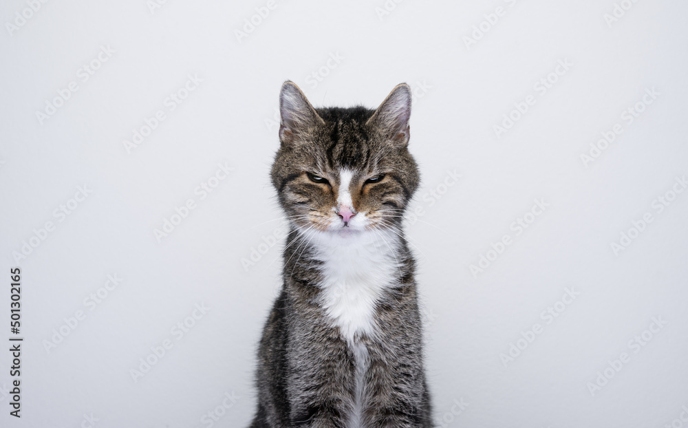 portrait of cat looking angry at camera on white background