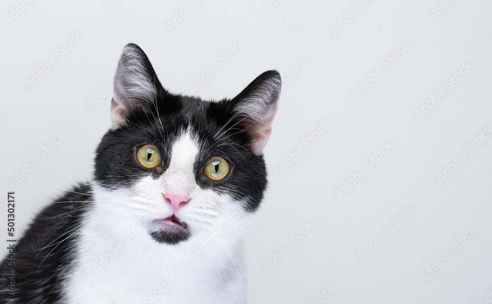 portrait o tuxedo cat looking at camera surprised or shocked on white background