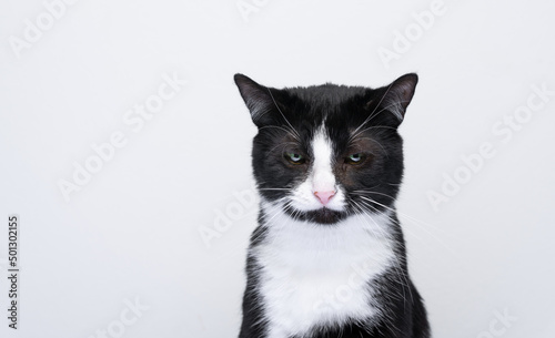 tuxedo cat looking down sad or unhappy on white background