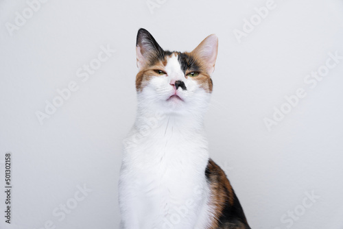 calico cat looking at camera angry or displeased on white background © FurryFritz