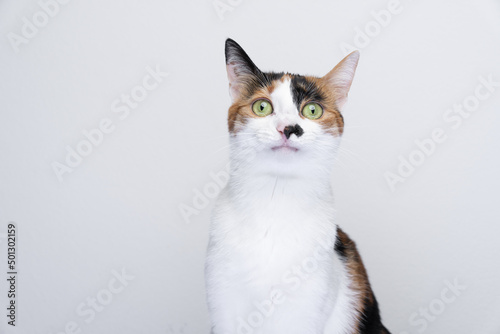 portrait of calico cat looking irritated or surprised on white background photo