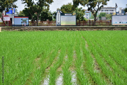 Rice seedlings planted in spring. Paddy fields in Shangyuan Rice Field Park, Chashan, Dongguan, Guangdong, China. © YOUMING VISION
