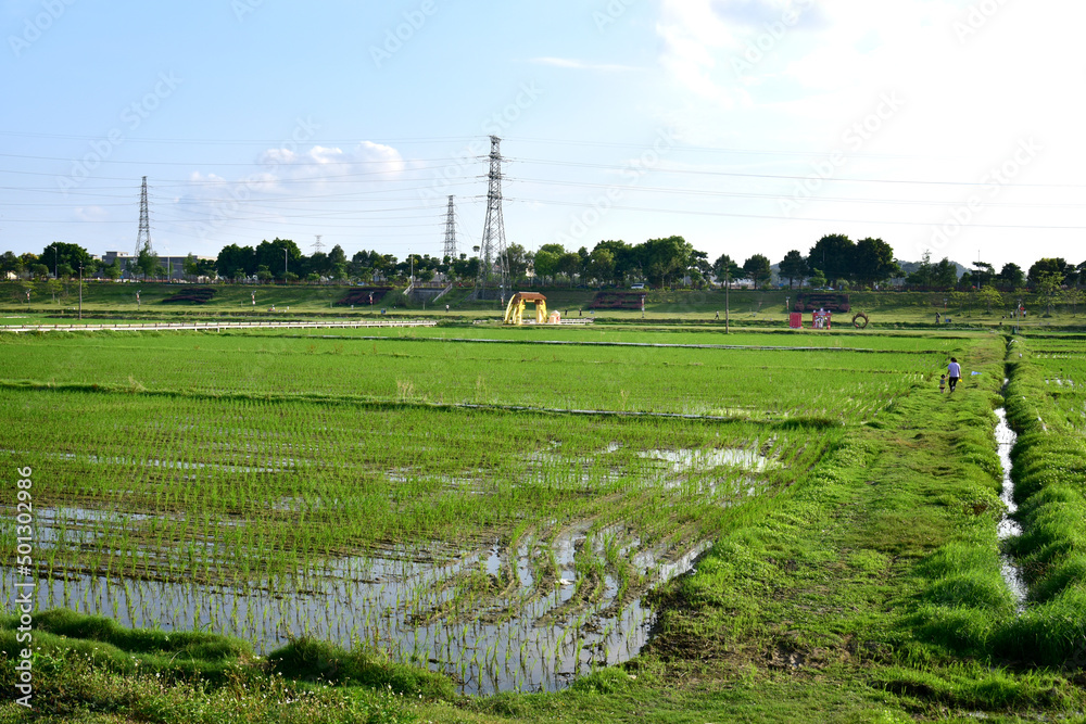 Naklejka premium Rice seedlings planted in spring. Paddy fields in Shangyuan Rice Field Park, Chashan, Dongguan, Guangdong, China.
