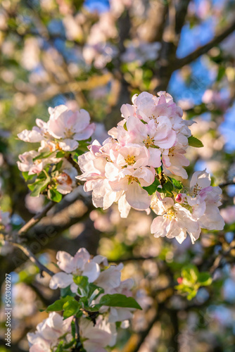 Apple tree blossoms and buds in the morning sunlight in spring