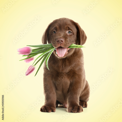 Fototapeta Naklejka Na Ścianę i Meble -  Cute little dog with beautiful tulips on beige background